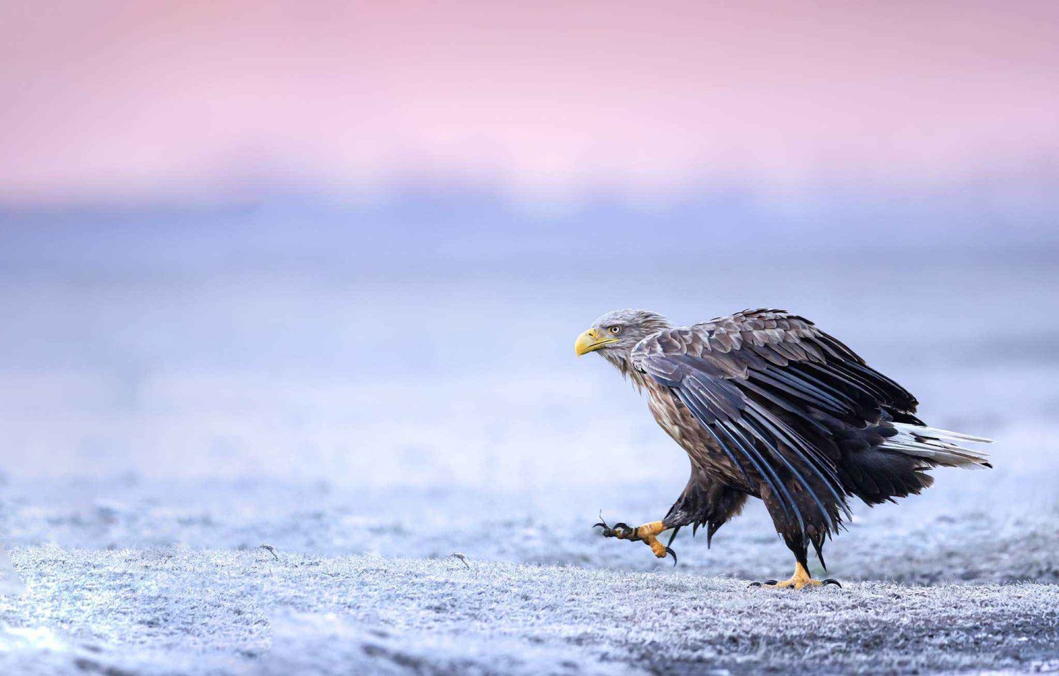 One Of The White Tailed Eagles Found In The Hortobágyi National Park Of Hungary Photographed By Robin Lowry Whilst Leading A Natureslens Wildlife Photography Holiday