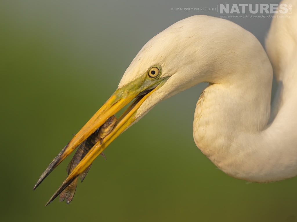 Spring Wildlife Photography in Hungary — What Bence Máté’s Hides Offer with NaturesLens in {acf_year}