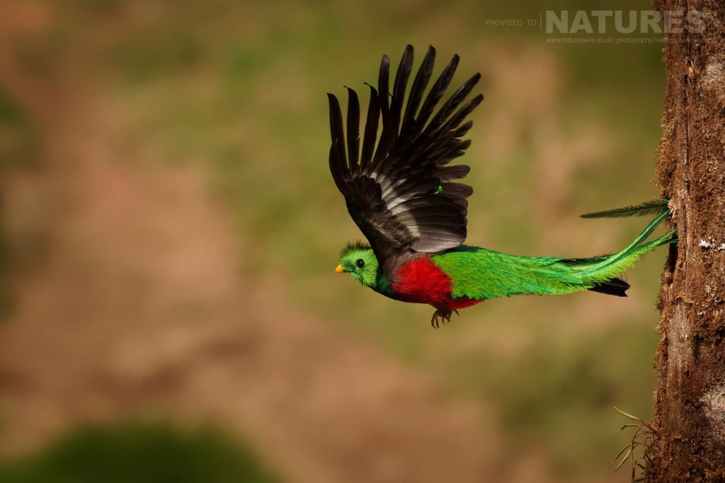 A Respendent Quetzal Leaves The Nest Which Can Be Photographed During The Natureslens Quetzals Other Iconic Wildlife Of Costa Rica Photography Holiday