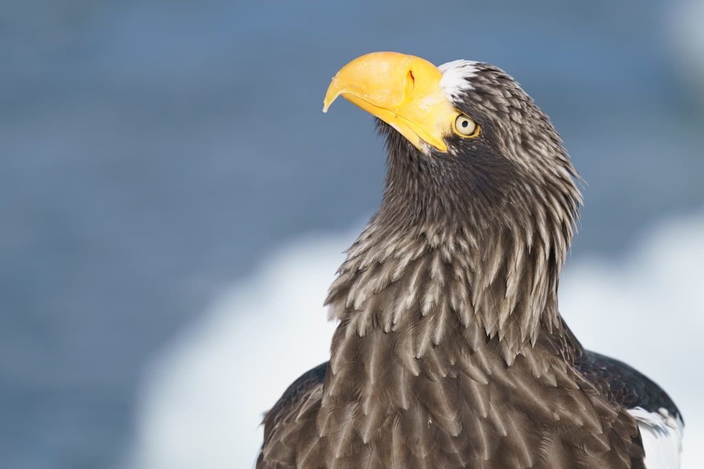 A Stellers Sea Eagle Looks Skywards Photographed During The Natureslens Winter Wildlife Of Japan Photography Holiday In Japan