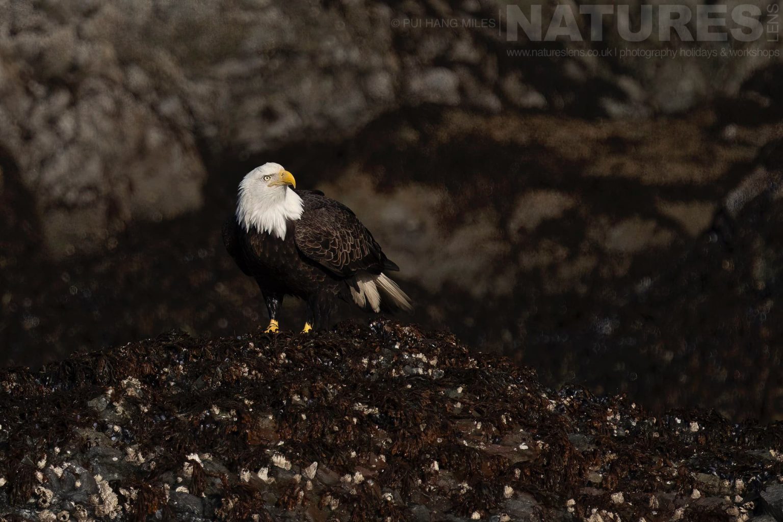 A Lone Bald Eagle Perched On A Backdrop Of Dark Rocks In One Of The Coves Of Kachemak Bay Photographed During The Natureslens Sea Otters & Bald Eagles Of Alaska Photography Holiday