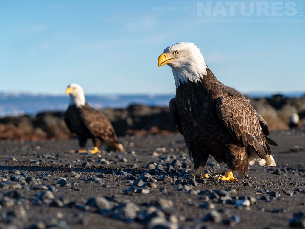 A Pair Of Bald Eagles On One Of The Beaches Found In Kachemak Bay Photographed During The Natureslens Sea Otters Bald Eagles Of Alaska Photography Holiday