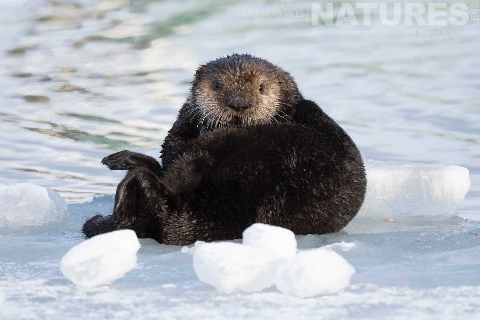 An Inquisitive Alaskan Sea Otter On Ice In The Harbour Of Homer Photographed During A Natureslens Alaskan Wildlife Photography Holiday