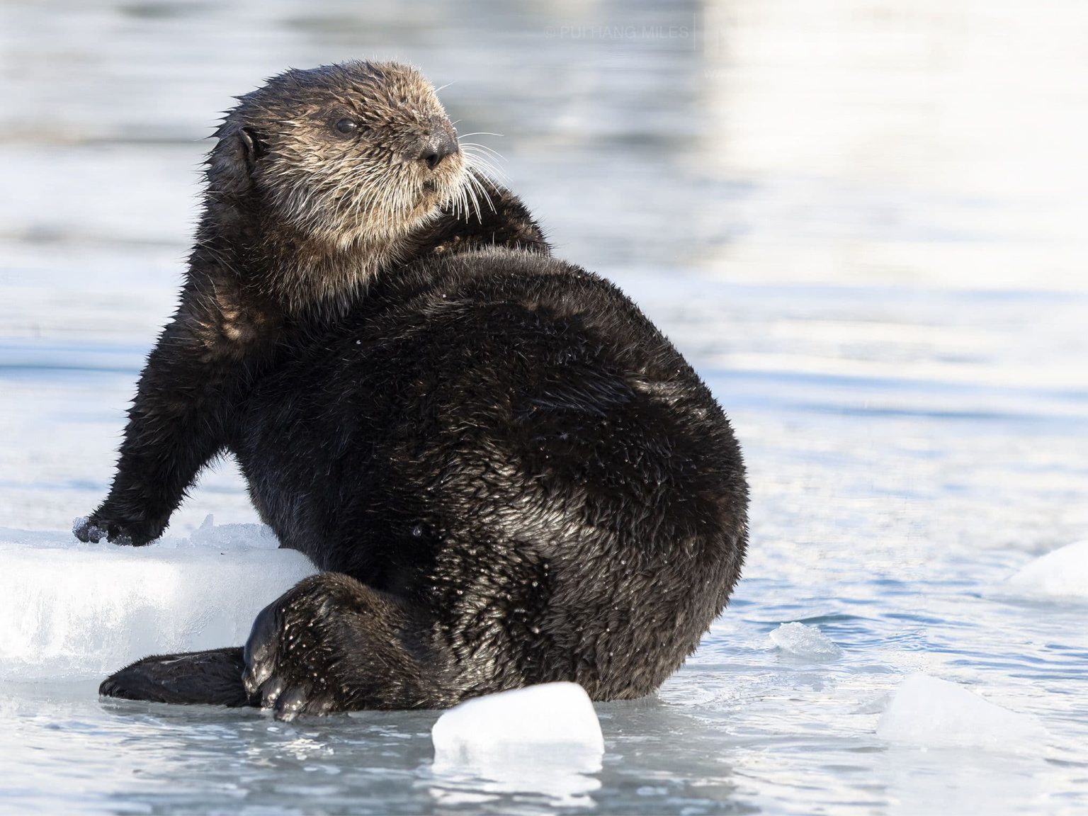 One Of The Alaskan Sea Otters On Ice In The Harbour Of Homer Photographed During The Natureslens Sea Otters & Bald Eagles Of Alaska Photography Holiday
