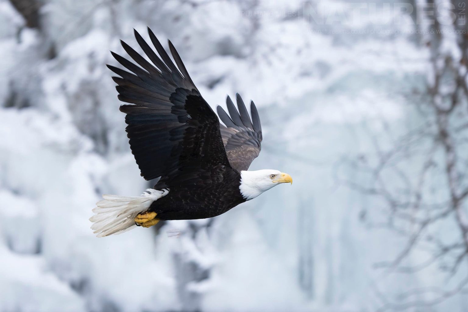 One Of The Bald Eagles Flies Past A Superb Backdrop Of A Frozen Waterfall Found In A Cove On Kachemak Bay Photographed During The Natureslens Sea Otters & Bald Eagles Of Alaska Photography Holiday