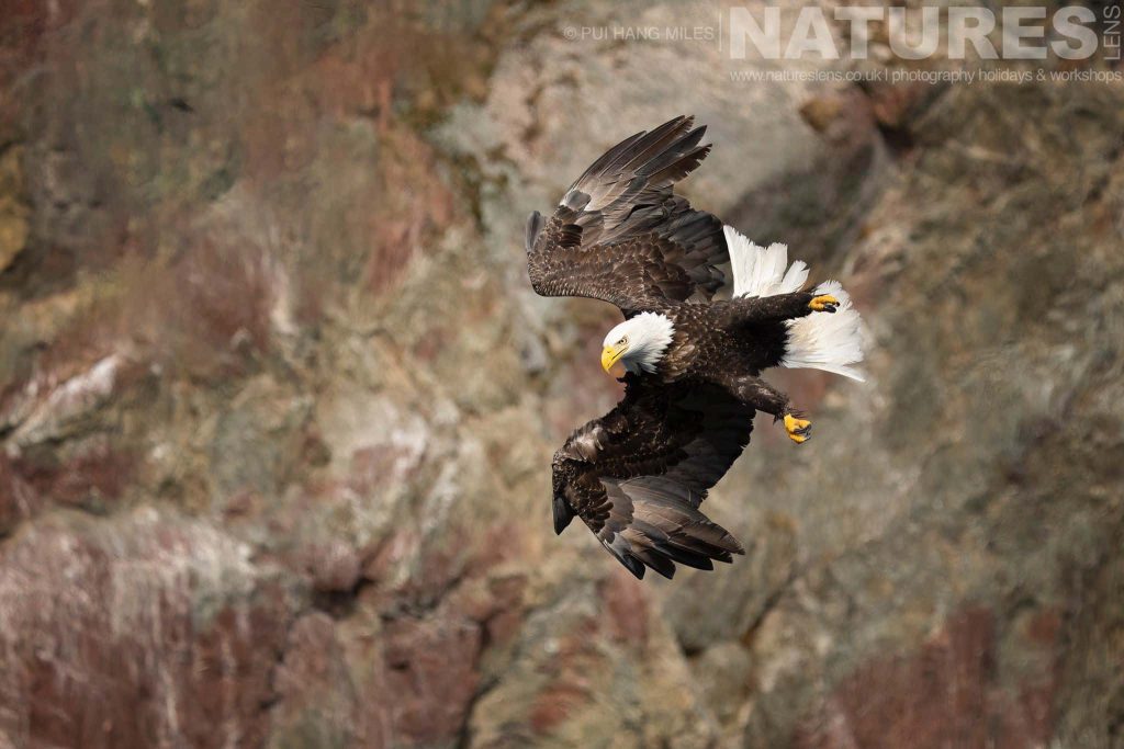 One Of The Bald Eagles In Mid Dive Against A Backdrop Of One Of The Cliff Faces Photographed During The Natureslens Sea Otters Bald Eagles Of Alaska Photography Holiday