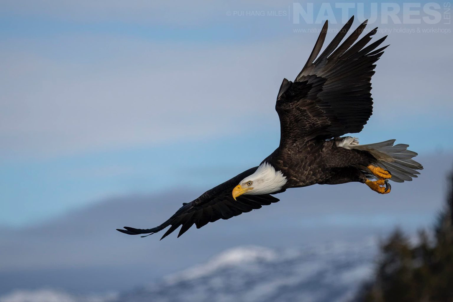One Of The Bald Eagles Prepares To Dive Against The Mountainous Backdrop Of Kachemak Bay Photographed During The Natureslens Sea Otters & Bald Eagles Of Alaska Photography Holiday