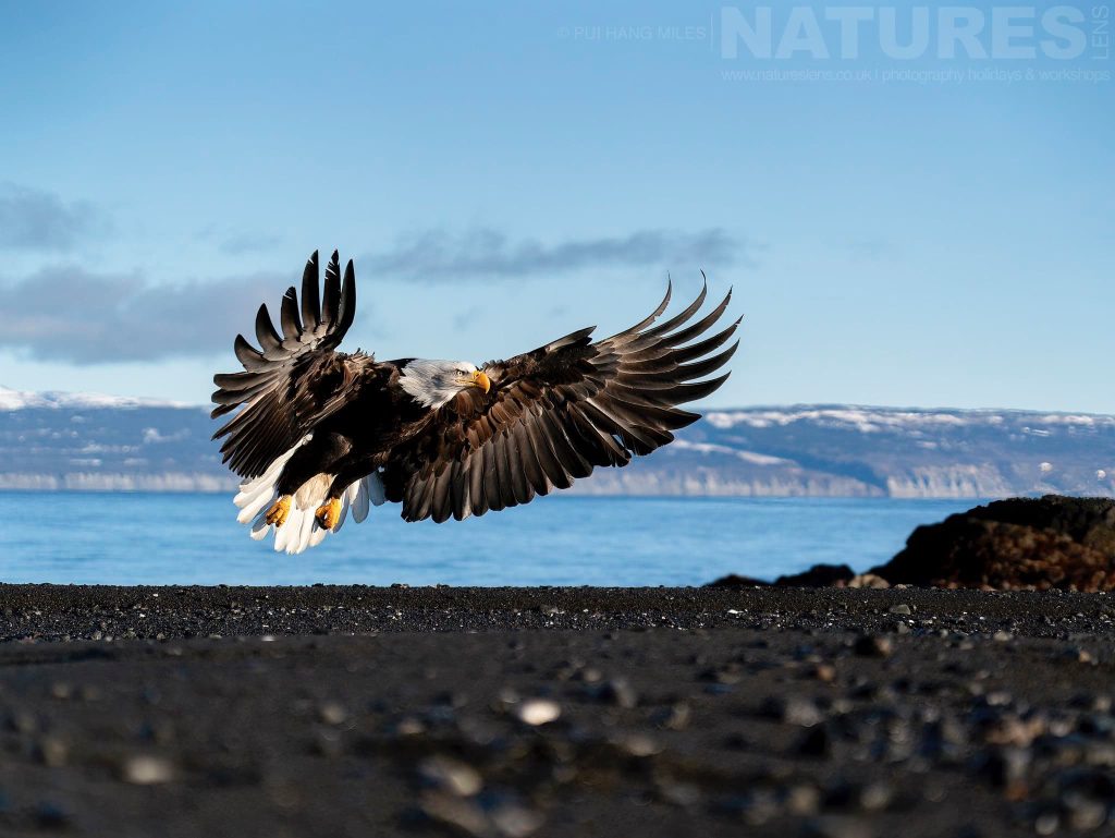 A focus on the Bald Eagles of Alaska with NaturesLens in {acf_year}