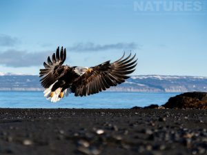 One Of The Bald Eagles Stalls To Land On One Of The Beaches Found In Kachemak Bay Photographed During The Natureslens Sea Otters Bald Eagles Of Alaska Photography Holiday