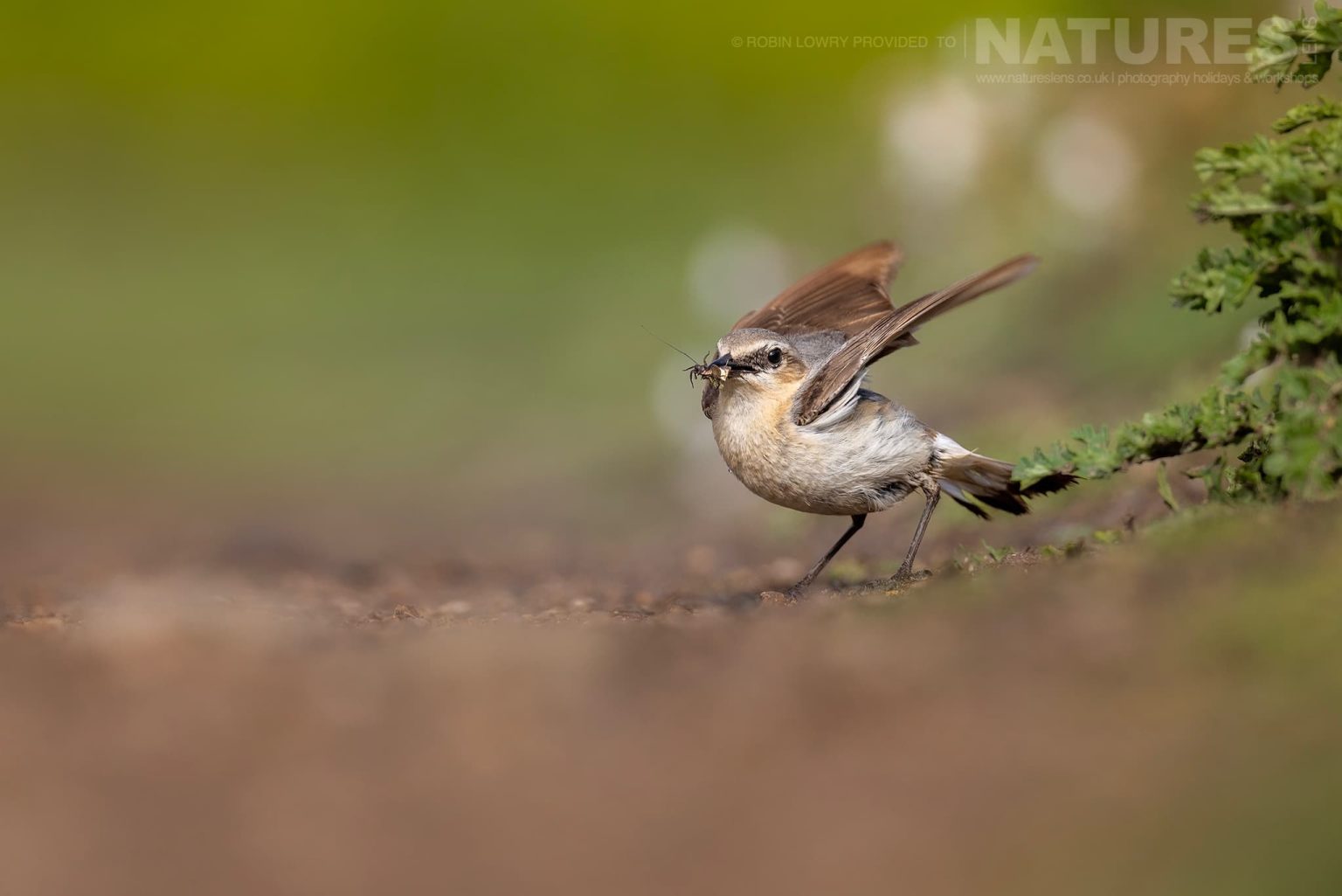 A Dunnock Gathering Nesting Material Photographed On Skomer Island By Robin Lowry Who Was Guiding For Natureslens