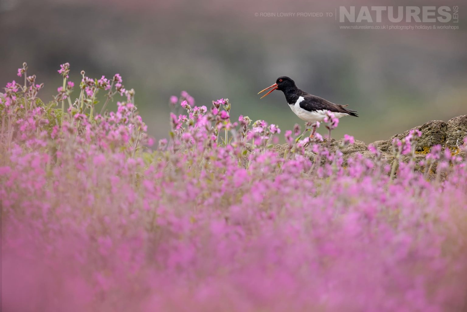 A Eurasian Oystercatcher Amongst The Wild Flowers Photographed On Skomer Island By Robin Lowry Who Was Guiding For Natureslens