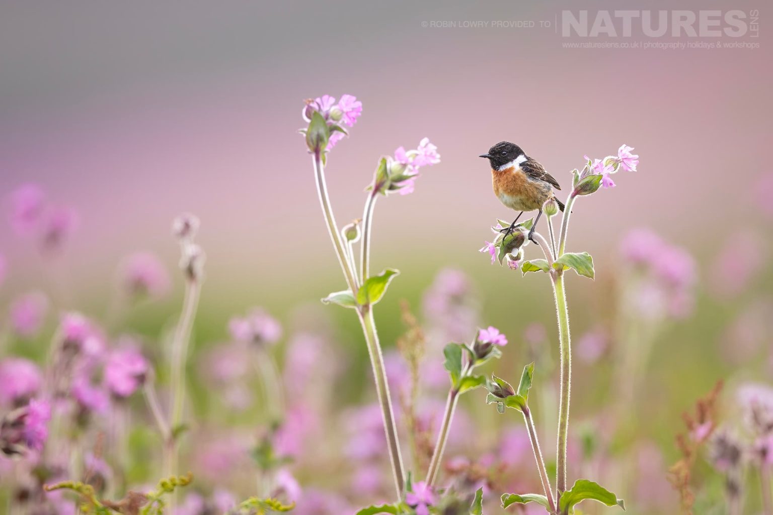 A European Stonechat Amongst The Wild Flowers Photographed On Skomer Island By Robin Lowry Who Was Guiding For Natureslens