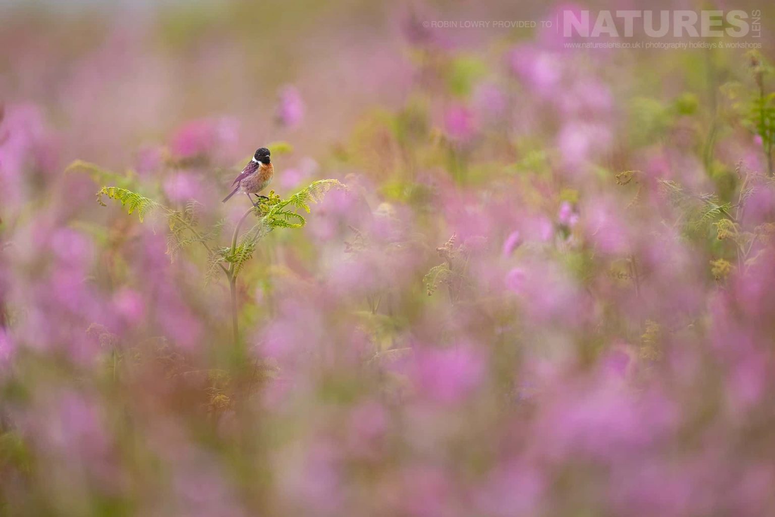 A European Stonechat Amongst Wild Flowers Photographed On Skomer Island By Robin Lowry Who Was Guiding For Natureslens
