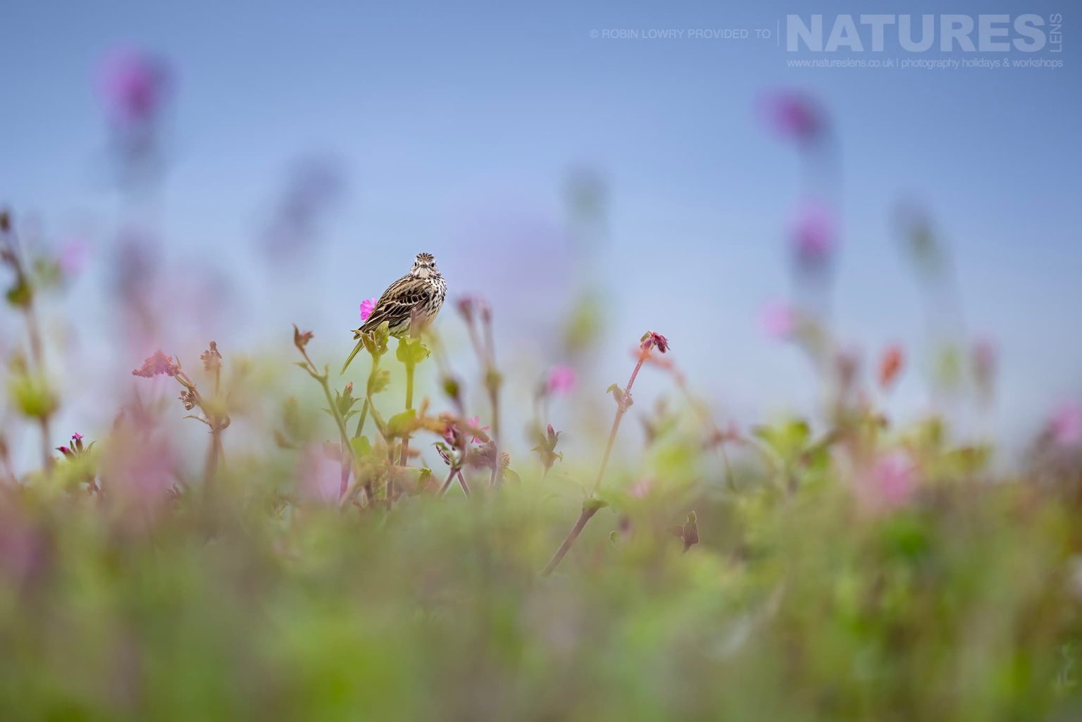 A Meadow Pipit Amongst The Wild Flowers Photographed On Skomer Island By Robin Lowry Who Was Guiding For Natureslens