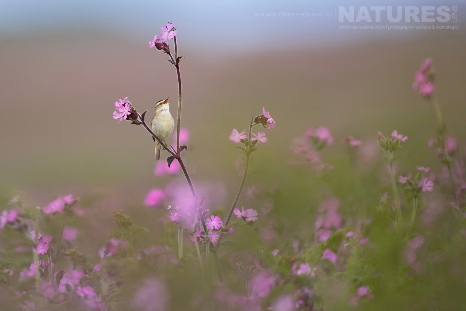 A Sedge Warbler Amongst The Wild Flowers Photographed On Skomer Island By Robin Lowry Who Was Guiding For Natureslens