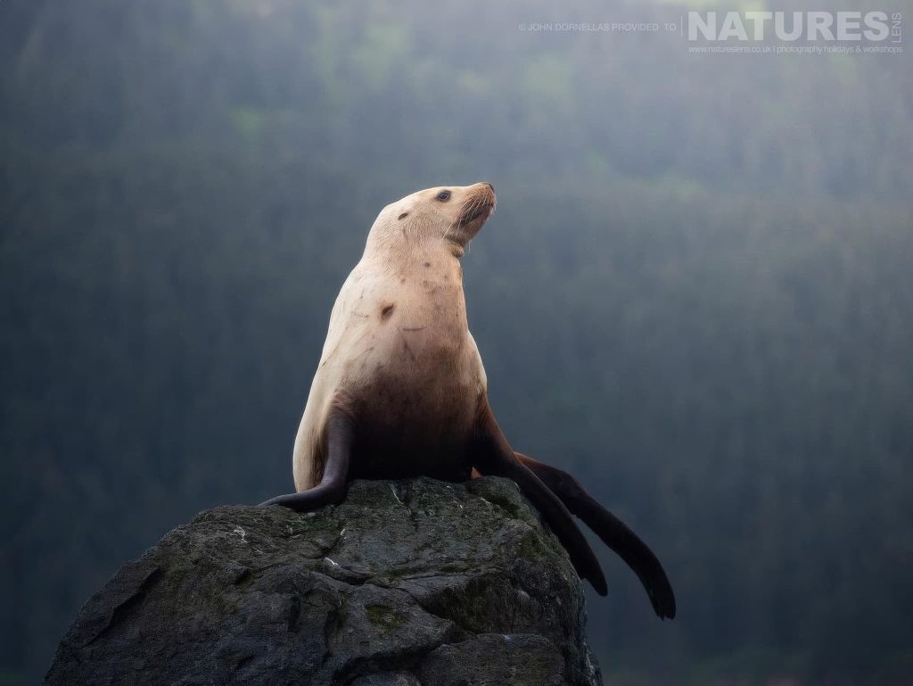 A Steller Sea Lion Which Has Hauled Itself High On A Rock Photographed In The Location For The Natureslens Wildlife Of Kachemak Bay In Summer Photography Holiday