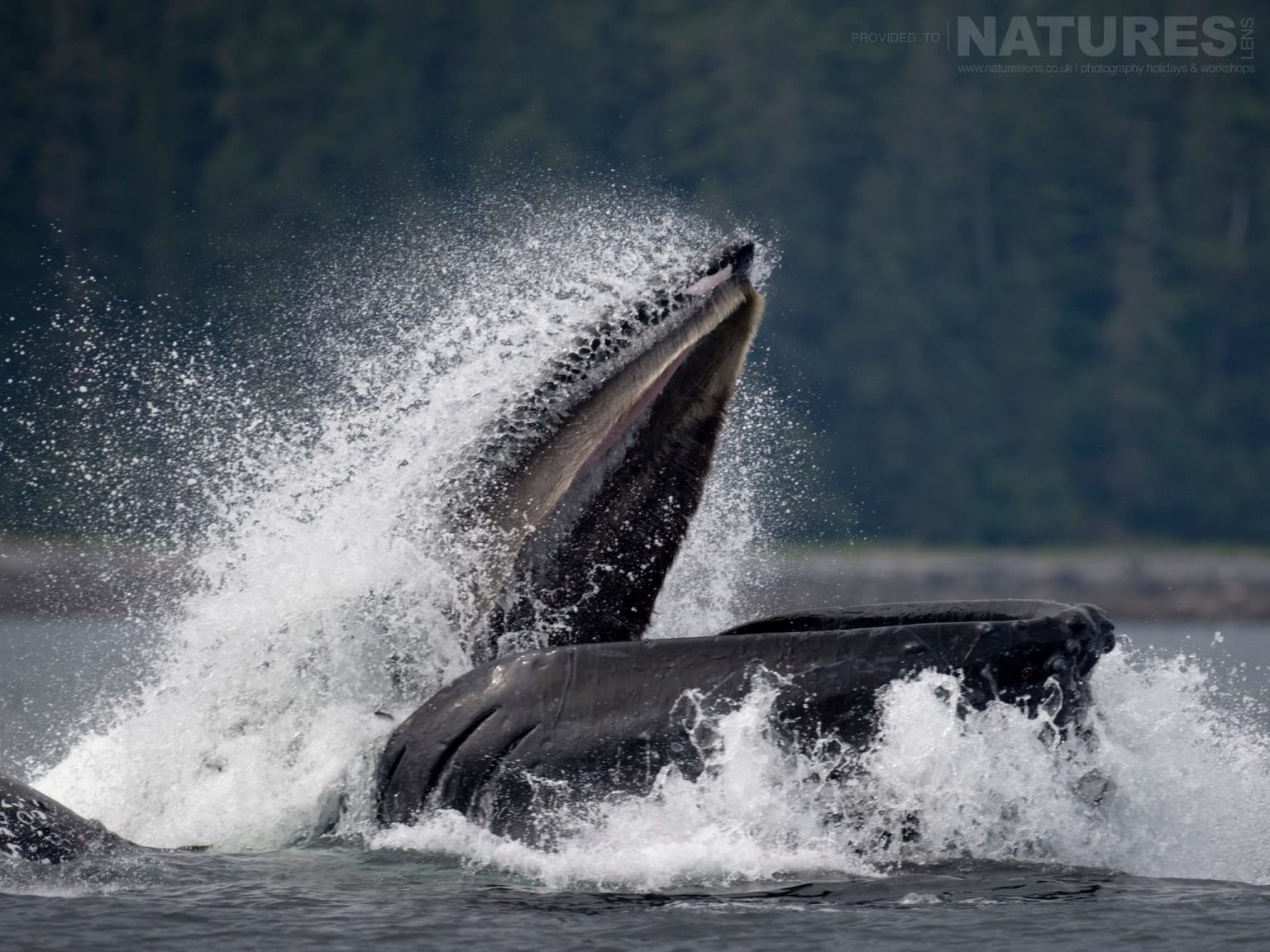 A group of Bubble-netting Whales in the cold waters near Sitka in Alaska
