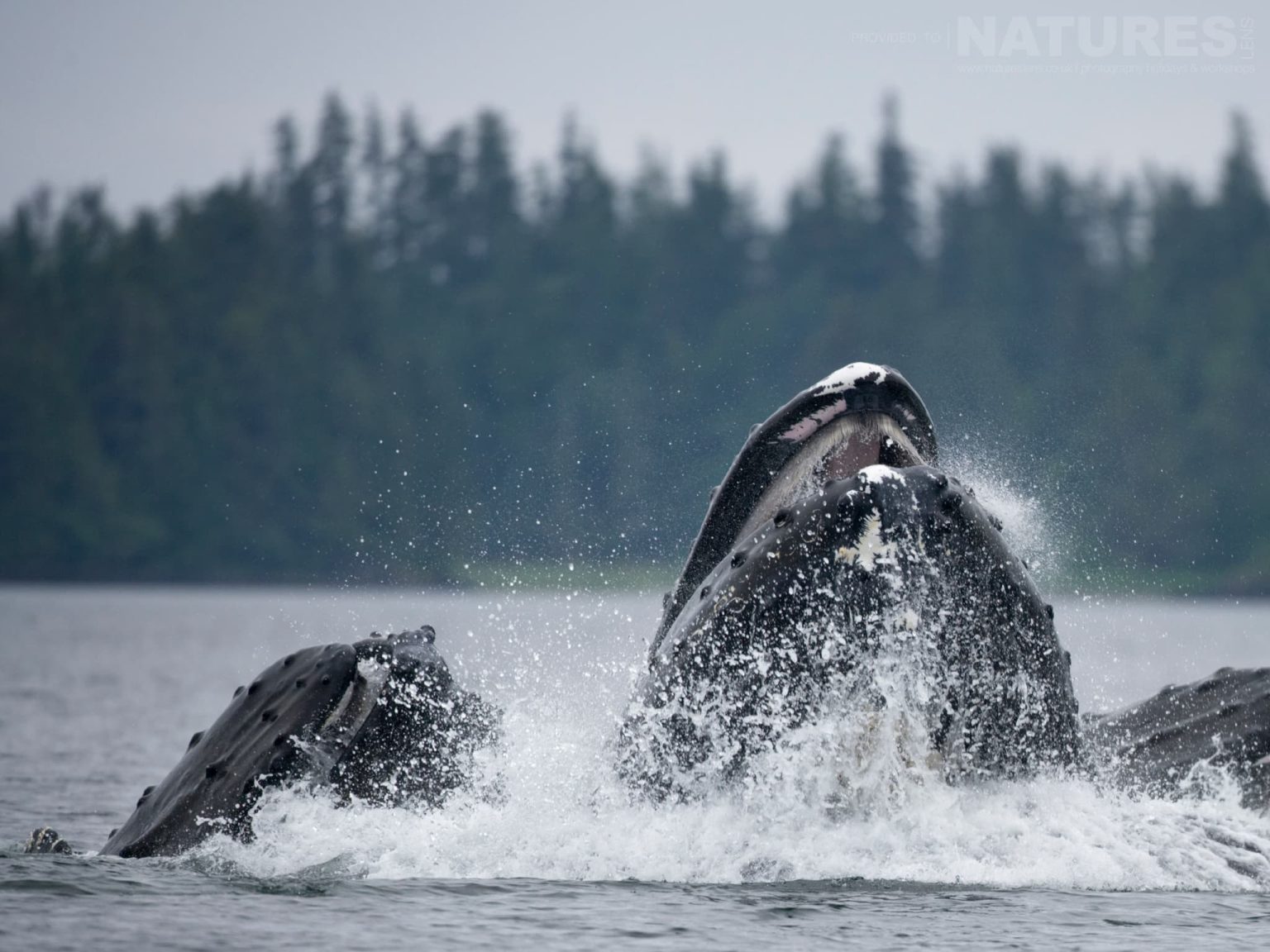 A group of Bubble-netting Whales in the waters off the coast of Sitka in Alaska