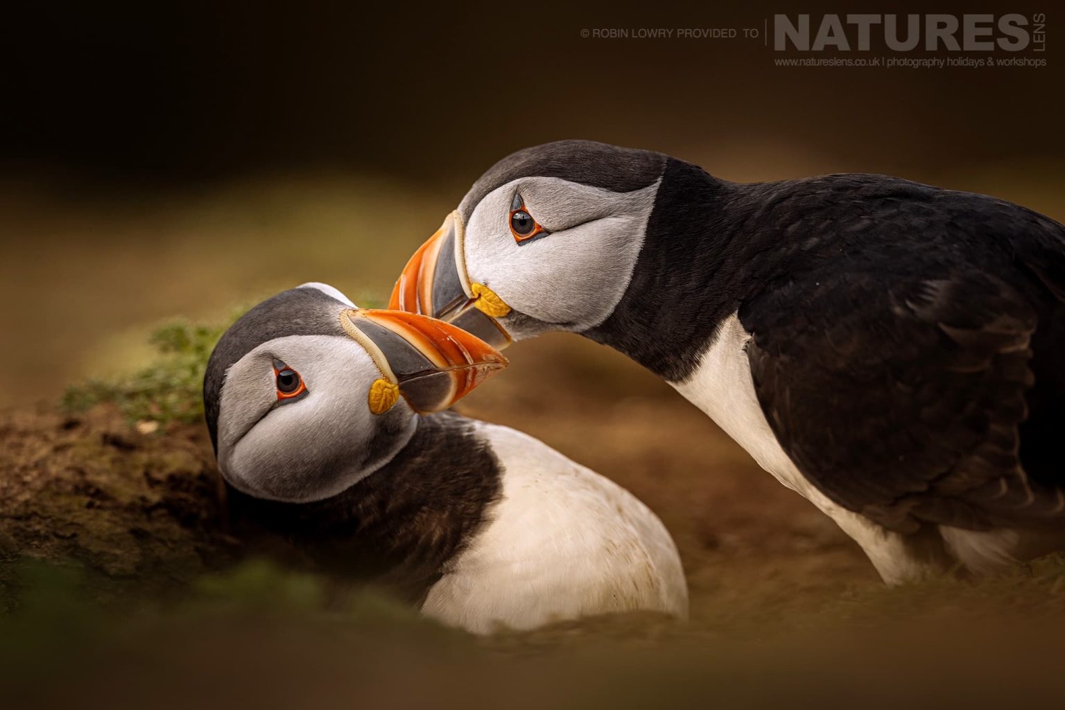 A Pair Of Atlantic Puffin Having An Altercation Photographed On Skomer Island By Robin Lowry Who Was Guiding For Natureslens