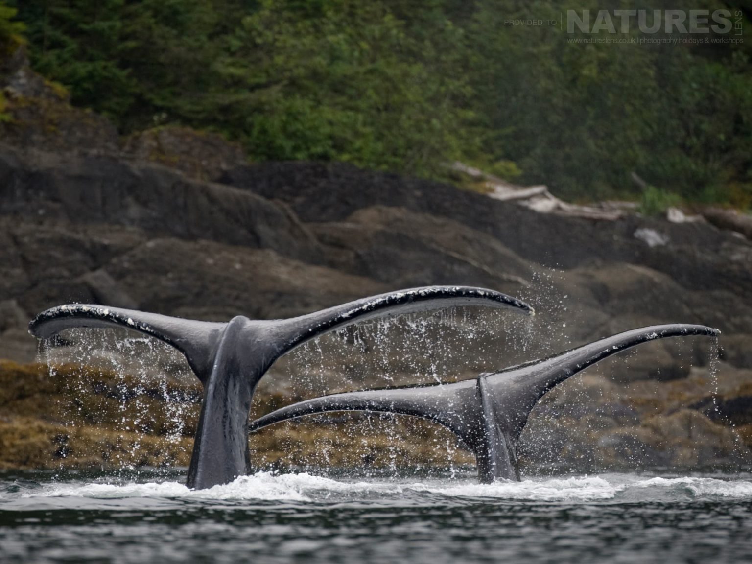 A pair of humpback whale tails, called flukes, are visible as the whales dive in the waters of Sitka in Alaska