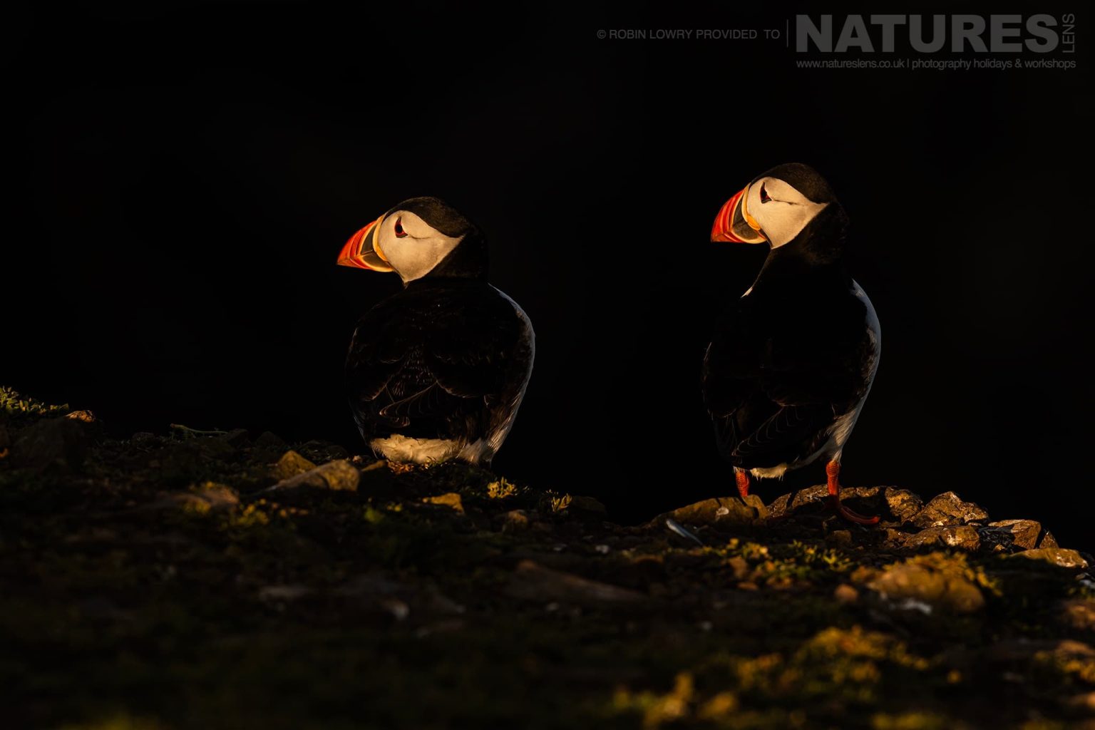 A Pair Of The Atlantic Puffins Illuminated In The Last Light Of The Day Photographed On Skomer Island By Robin Lowry Who Was Guiding For Natureslens