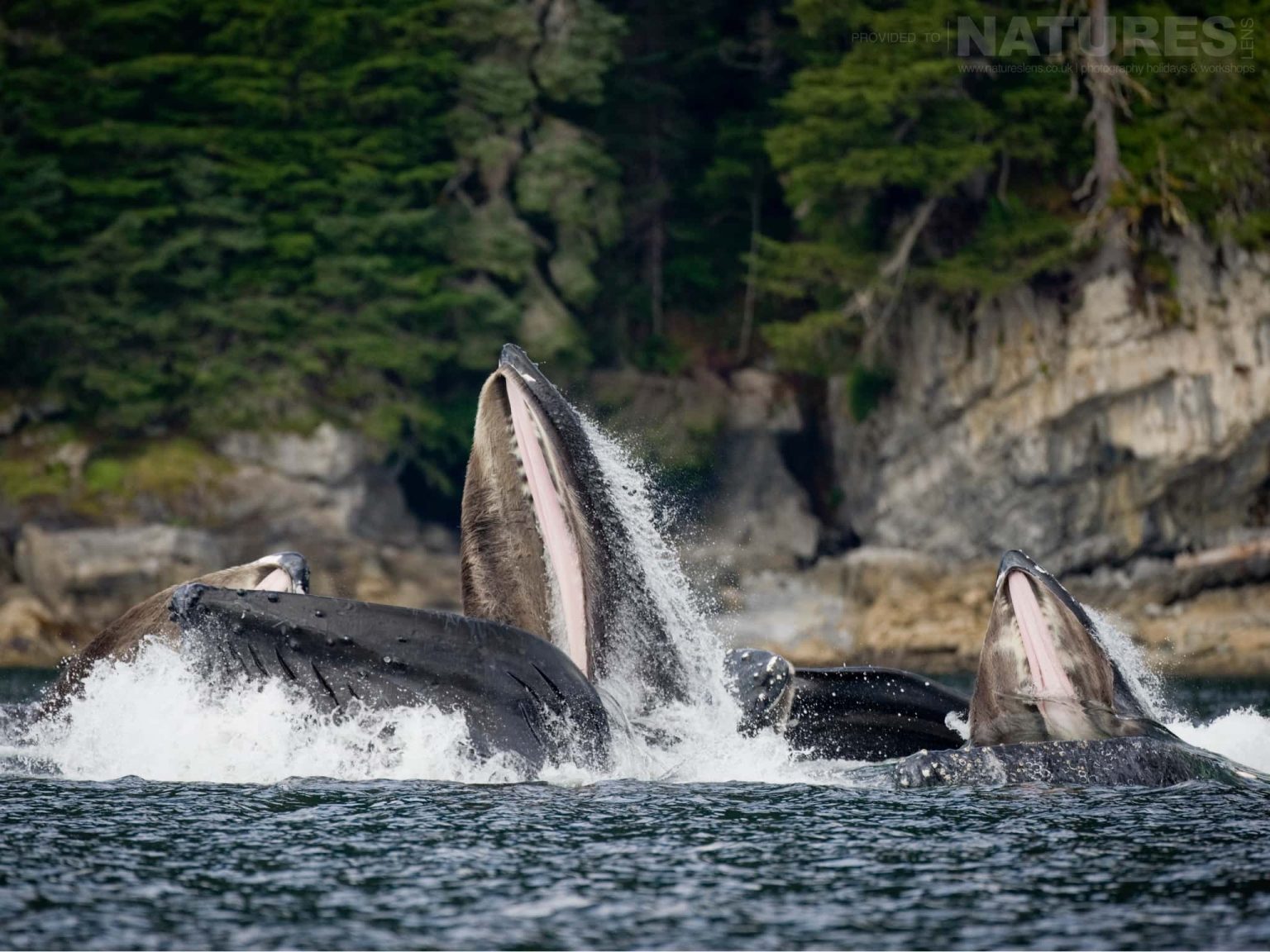 A pod of Bubble-netting Whales burst to the surface off the coast of Sitka in Alaska