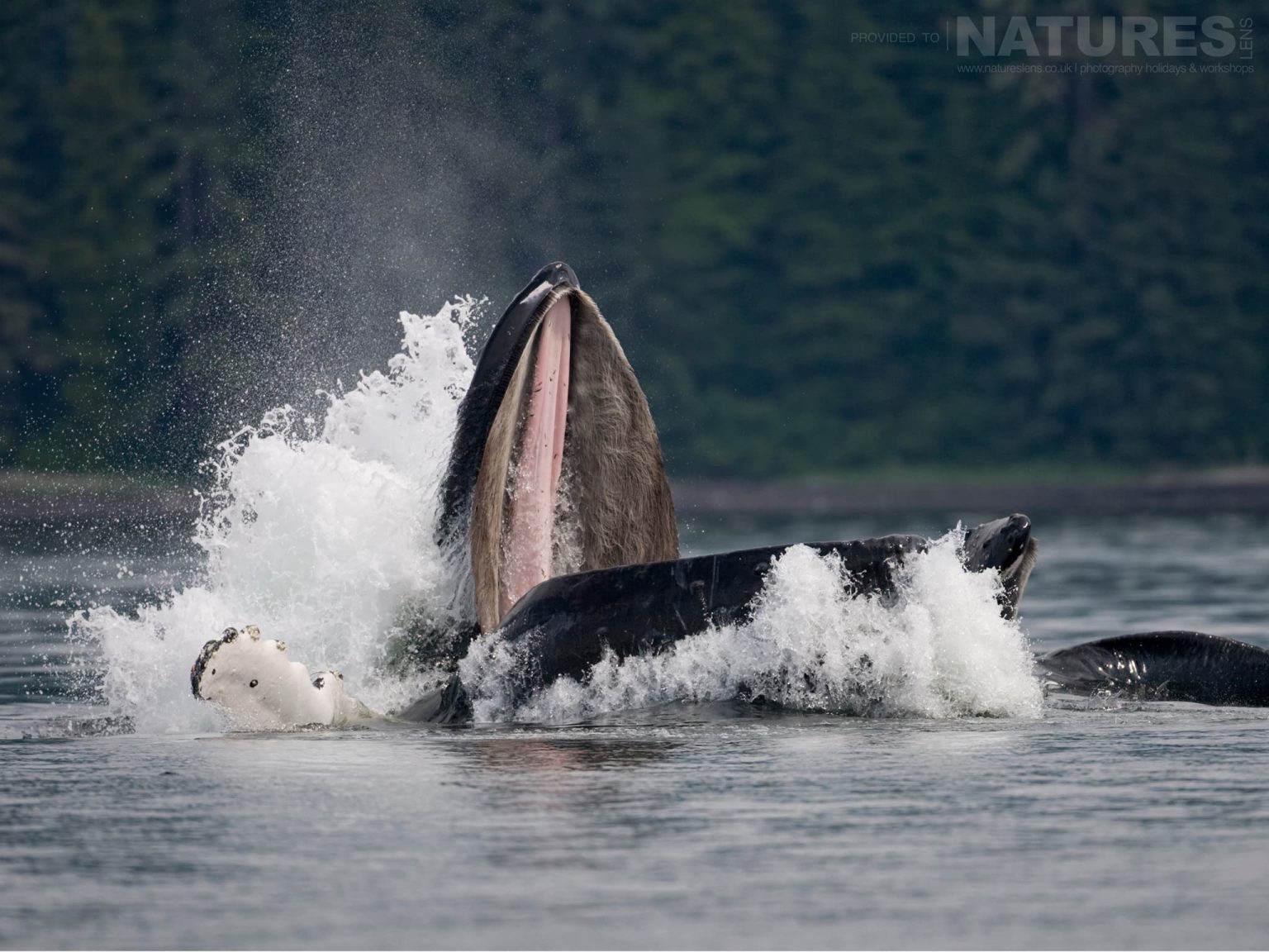 A pod of Bubble-netting Whales bursts to the surface off the coast of Sitka in Alaska