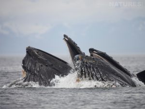 A Surfacing Pod Of Bubble Netting Whales Off The Coast Of Sitka In Alaska