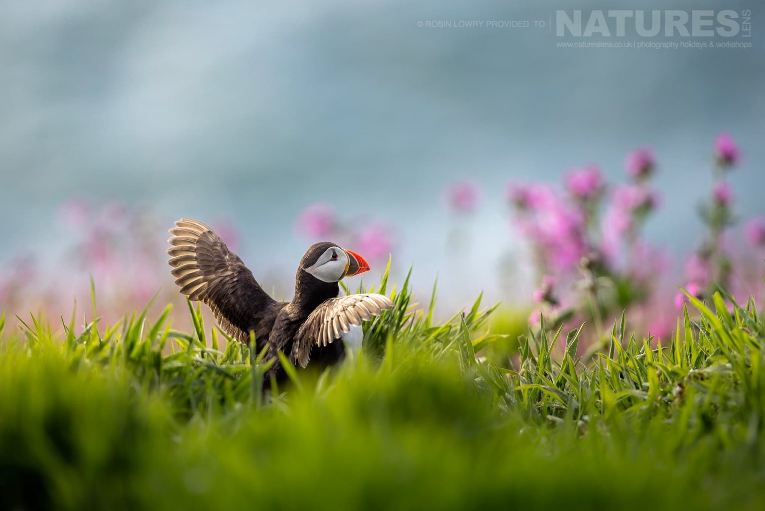An Atlantic Puffin Amongst The Wildflowers Photographed On Skomer Island By Robin Lowry Who Was Guiding For Natureslens