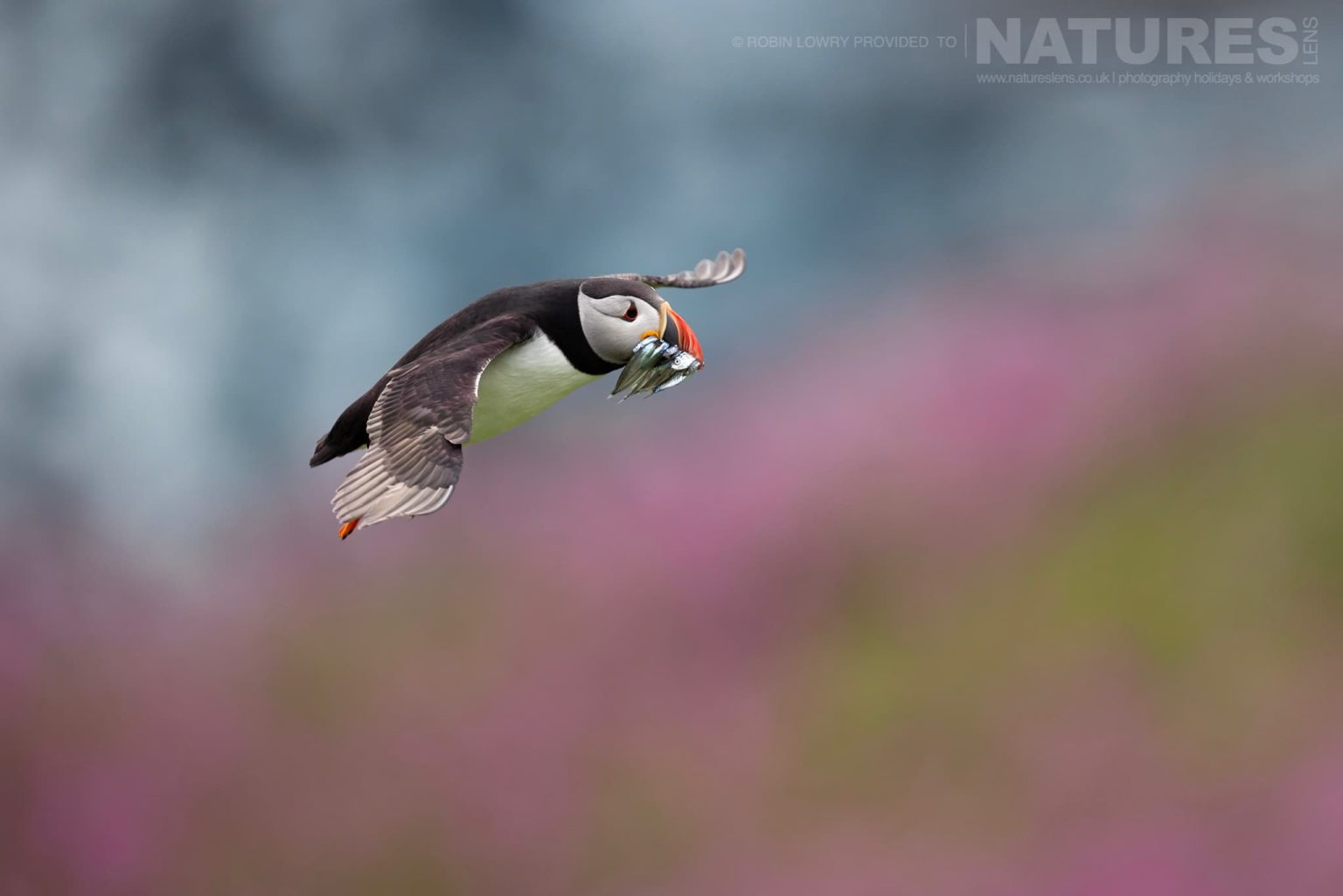 An Atlantic Puffin Flies In To Land With A Beak Full Of Sand Eels Photographed On Skomer Island By Robin Lowry Who Was Guiding For Natureslens