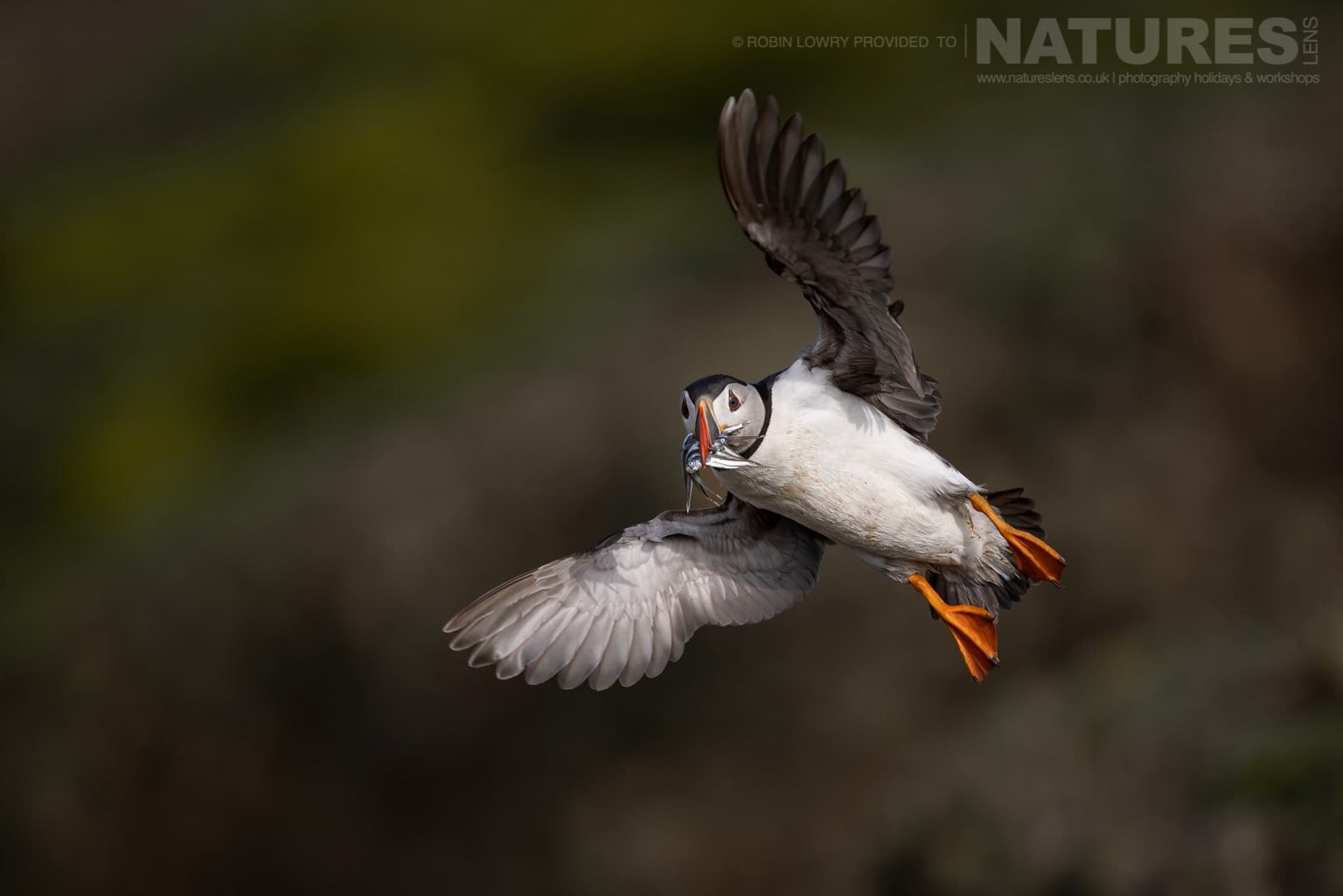An Atlantic Puffin Flies In With A Beak Full Of Sand Eels Photographed On Skomer Island By Robin Lowry Who Was Guiding For Natureslens