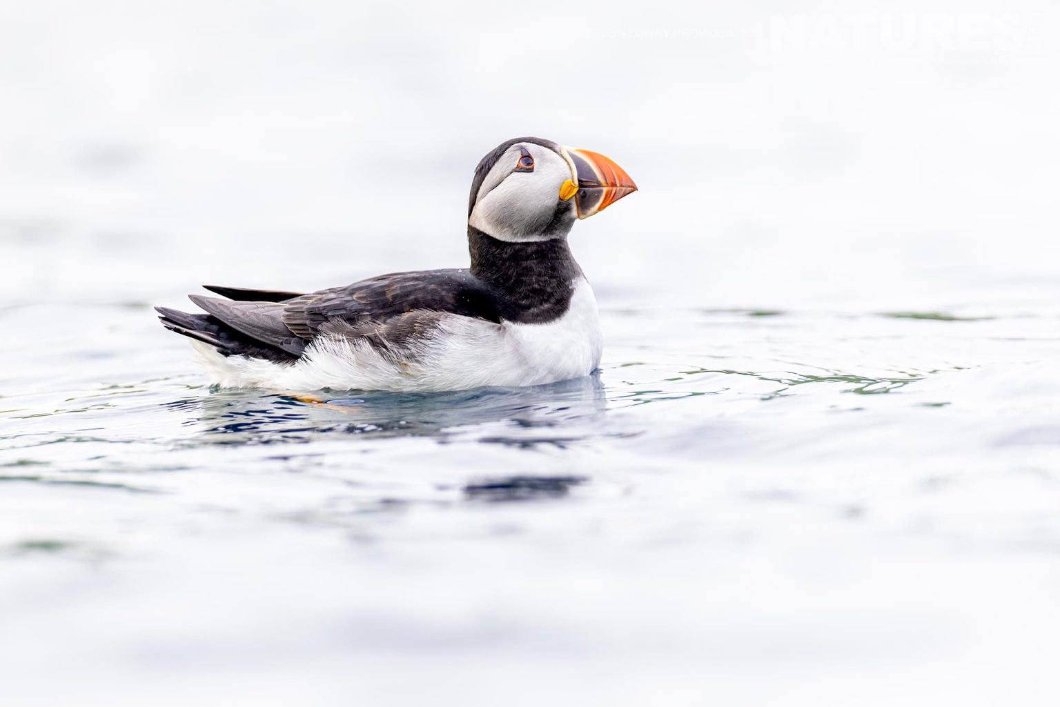 An Atlantic Puffin Floating On The Waters In One Of The Bays Off Skomer Island Photographed On Skomer Island By Robin Lowry Who Was Guiding For Natureslens