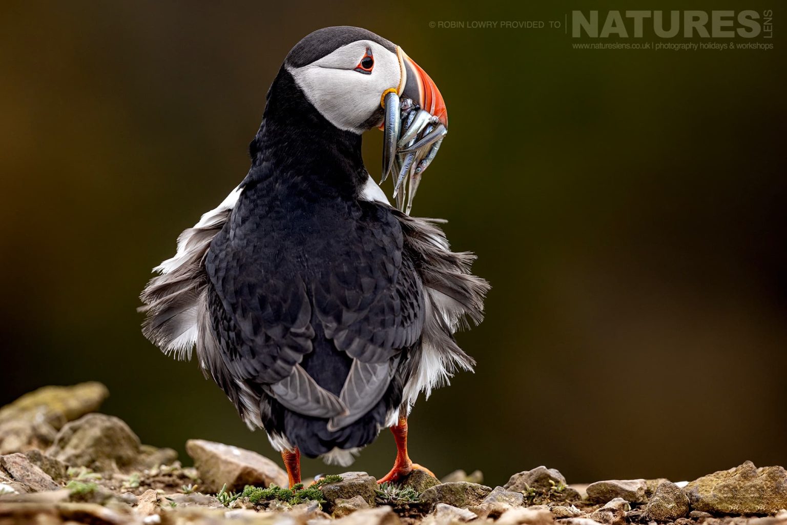 An Atlantic Puffin Having Returned To Land With A Beak Full Of Sand Eels Photographed On Skomer Island By Robin Lowry Who Was Guiding For Natureslens