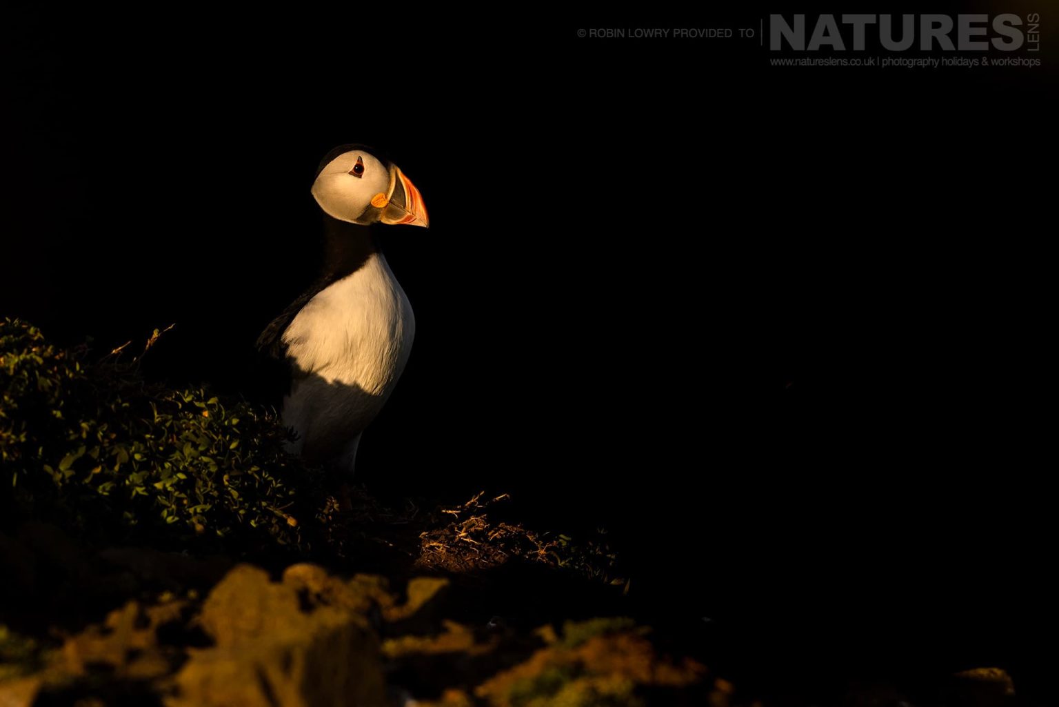 An Atlantic Puffin Illuminated In The Last Light Of The Day Photographed On Skomer Island By Robin Lowry Who Was Guiding For Natureslens