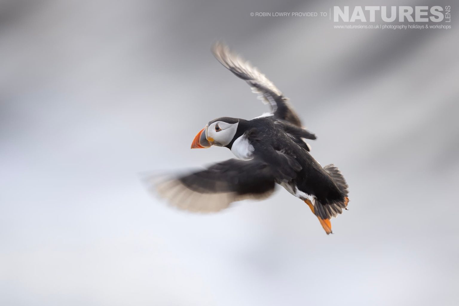 An Atlantic Puffin In Flight Photographed On Skomer Island By Robin Lowry Who Was Guiding For Natureslens