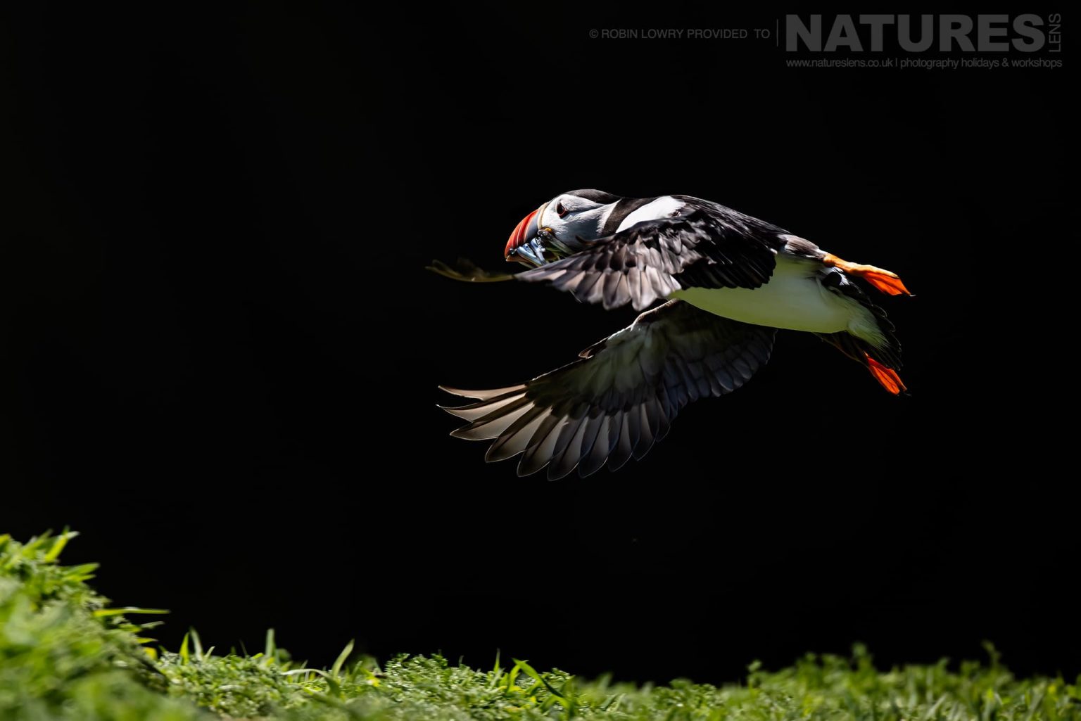 An Atlantic Puffin Returns To Land With A Beak Fully Laden With Sand Eels Photographed On Skomer Island By Robin Lowry Who Was Guiding For Natureslens