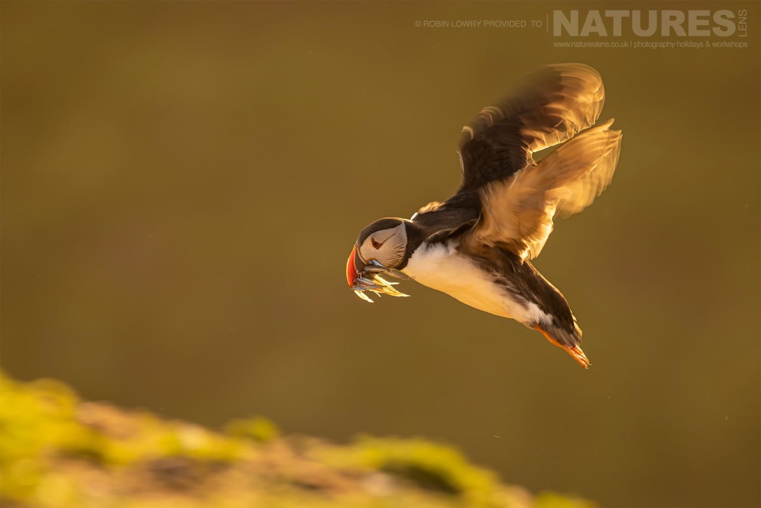 An Atlantic Puffin Returns To Land With A Beak Laden With Sand Eels Photographed On Skomer Island By Robin Lowry Who Was Guiding For Natureslens