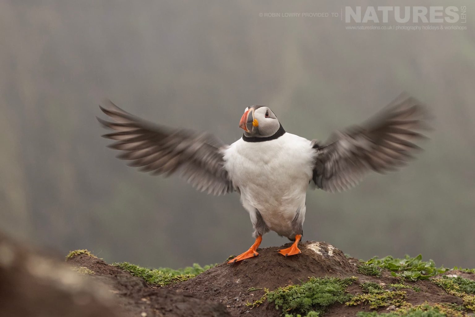 An Atlantic Puffin Stretching Its Wings Photographed On Skomer Island By Robin Lowry Who Was Guiding For Natureslens