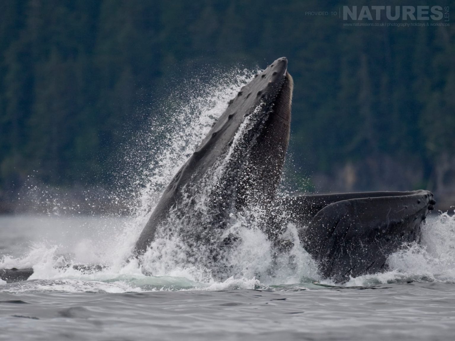 The spectacular sight of Bubble-netting Whales off the coast of Sitka in Alaska
