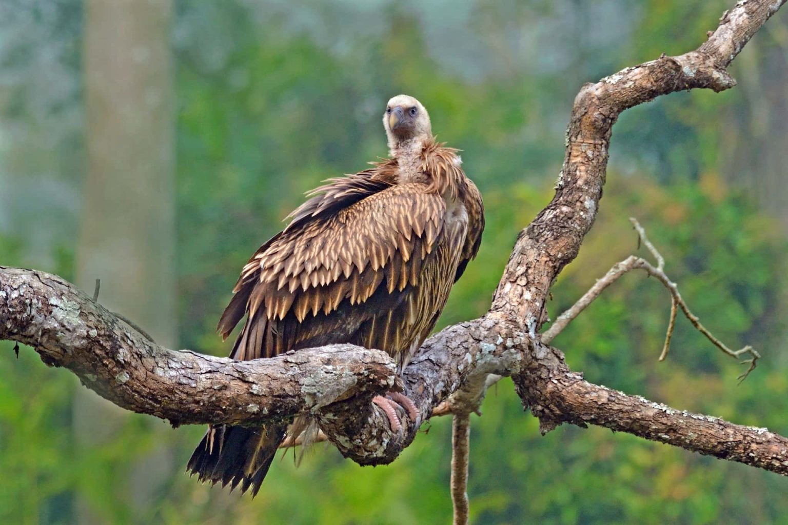 An image typical of those which we hope you will have opportunities to capture during the Indian Wildlife of Kaziranga National Park photography holiday