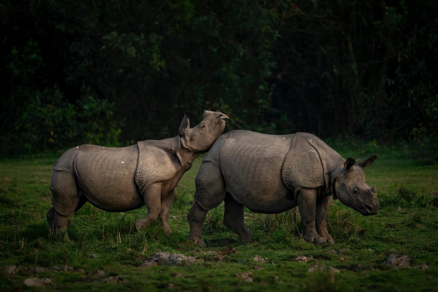 An image typical of those which we hope you will have opportunities to capture during the Indian Wildlife of Kaziranga National Park photography holiday