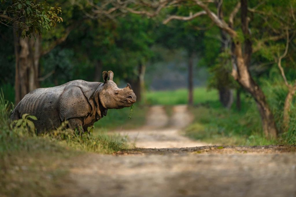 Join Us For The Wildlife of Kaziranga National Park Photography Tour