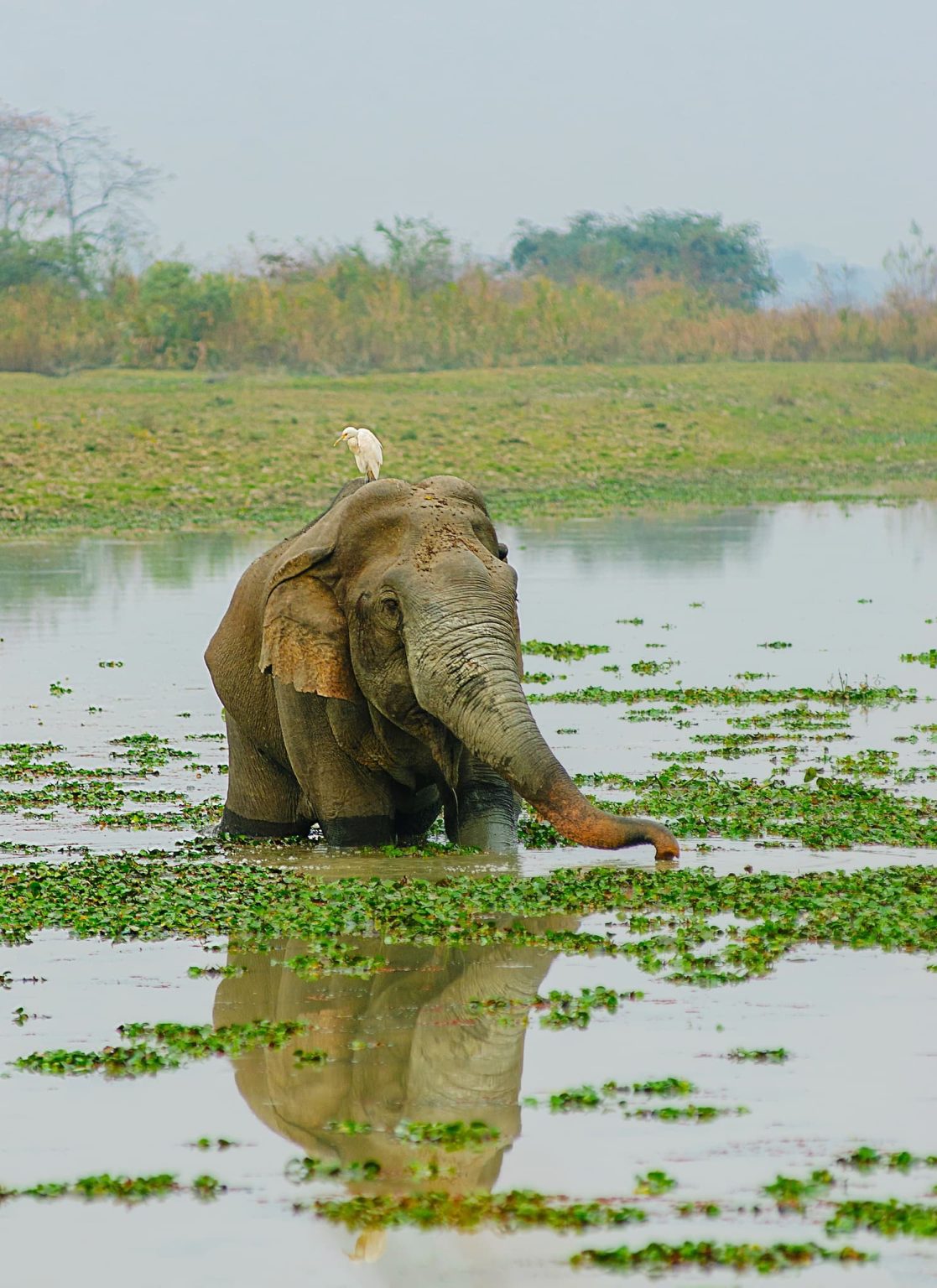 An image typical of those which we hope you will have opportunities to capture during the Indian Wildlife of Kaziranga National Park photography holiday