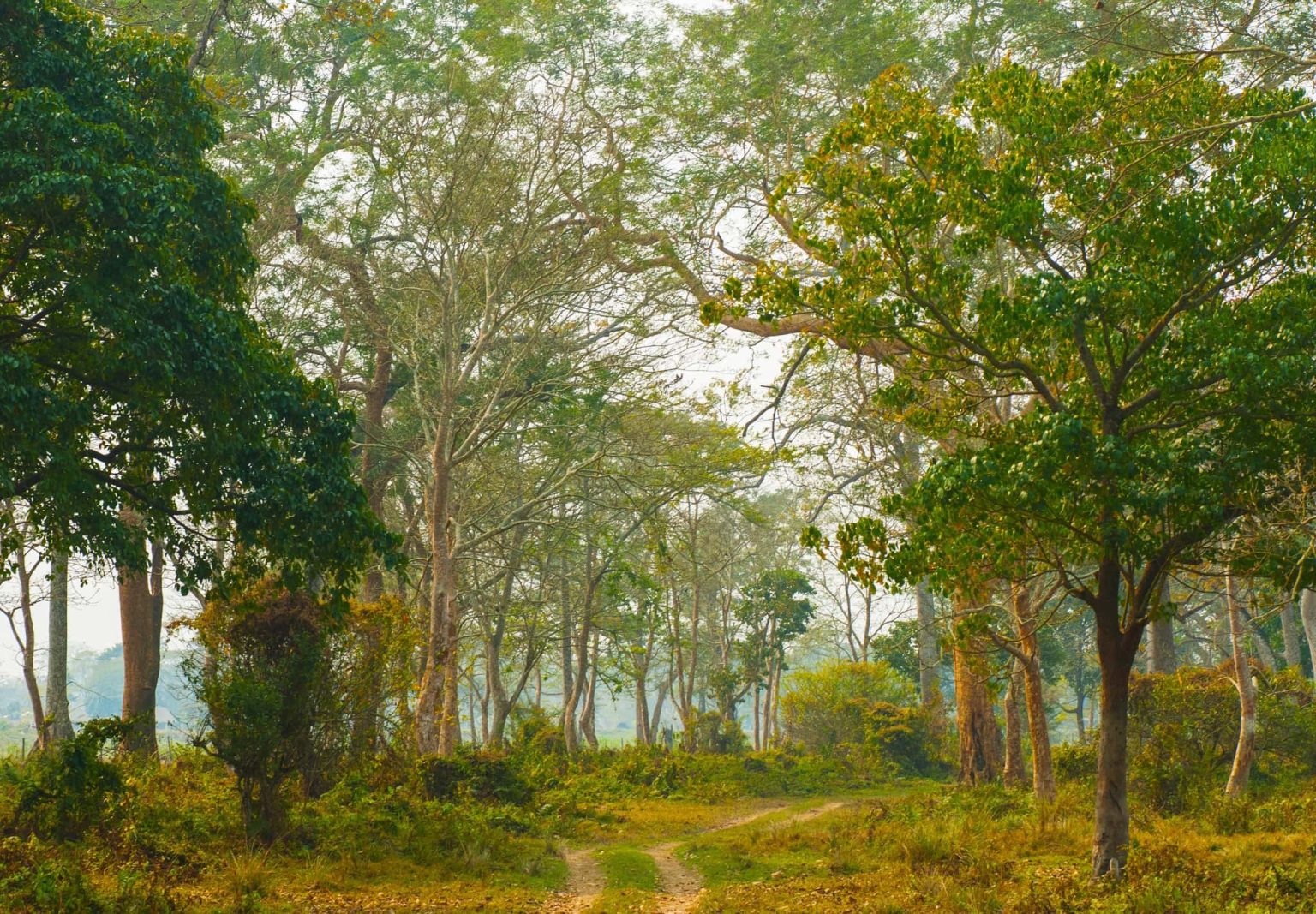 An image typical of those which we hope you will have opportunities to capture during the Indian Wildlife of Kaziranga National Park photography holiday