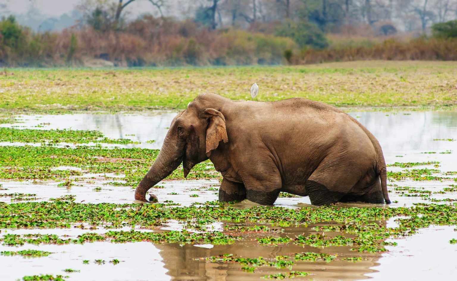 An image typical of those which we hope you will have opportunities to capture during the Indian Wildlife of Kaziranga National Park photography holiday