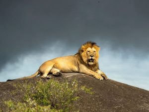 One Of The Larger Lions Who Rule The Lobo Region The Region Of Tanzania That We Use For The Natureslens Wildlife Of The Serengeti Photography Holiday