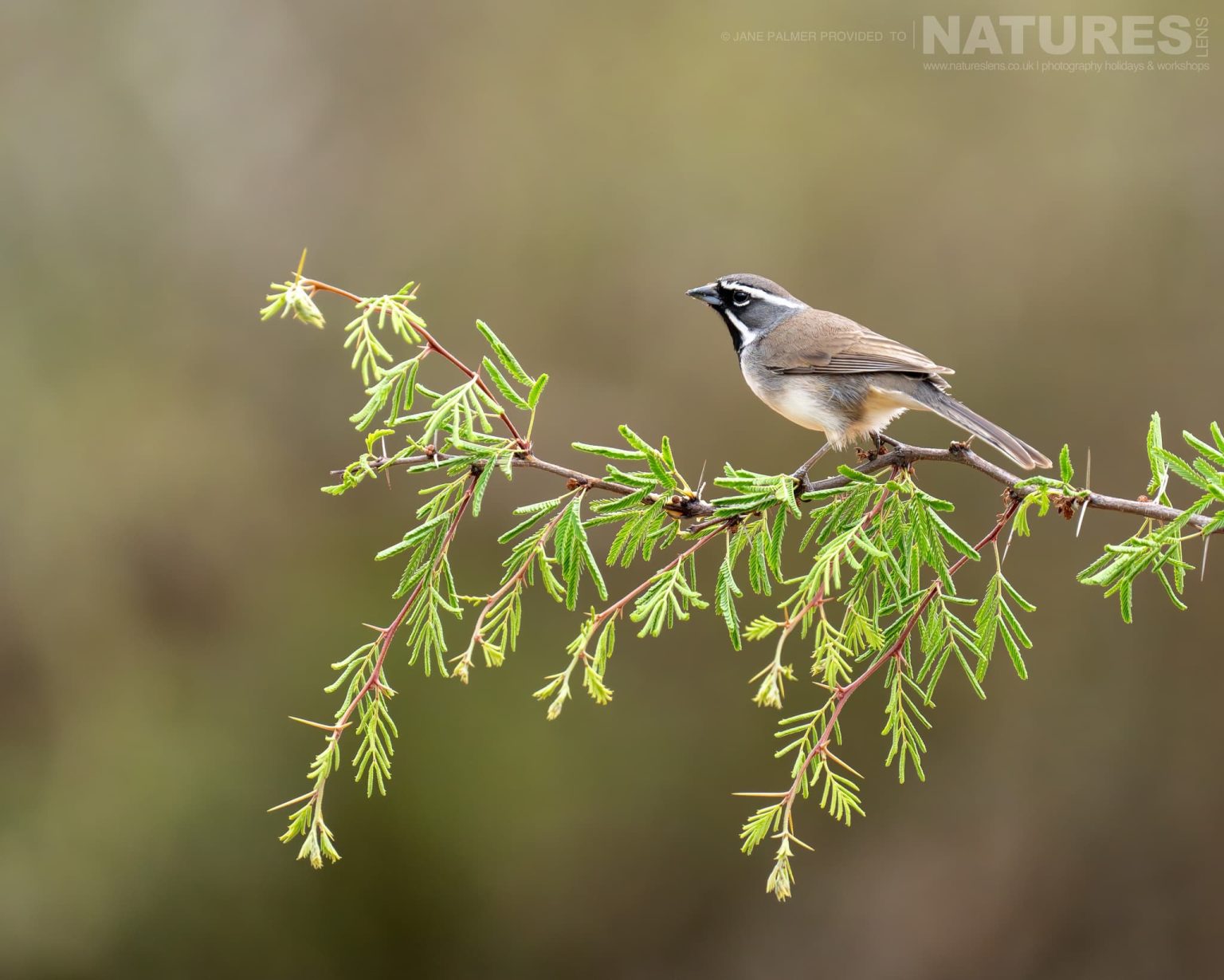 A Black Throated Sparrow Photographed At One Of The Locations Used During Our Birdlife Of Texas Photography Holiday