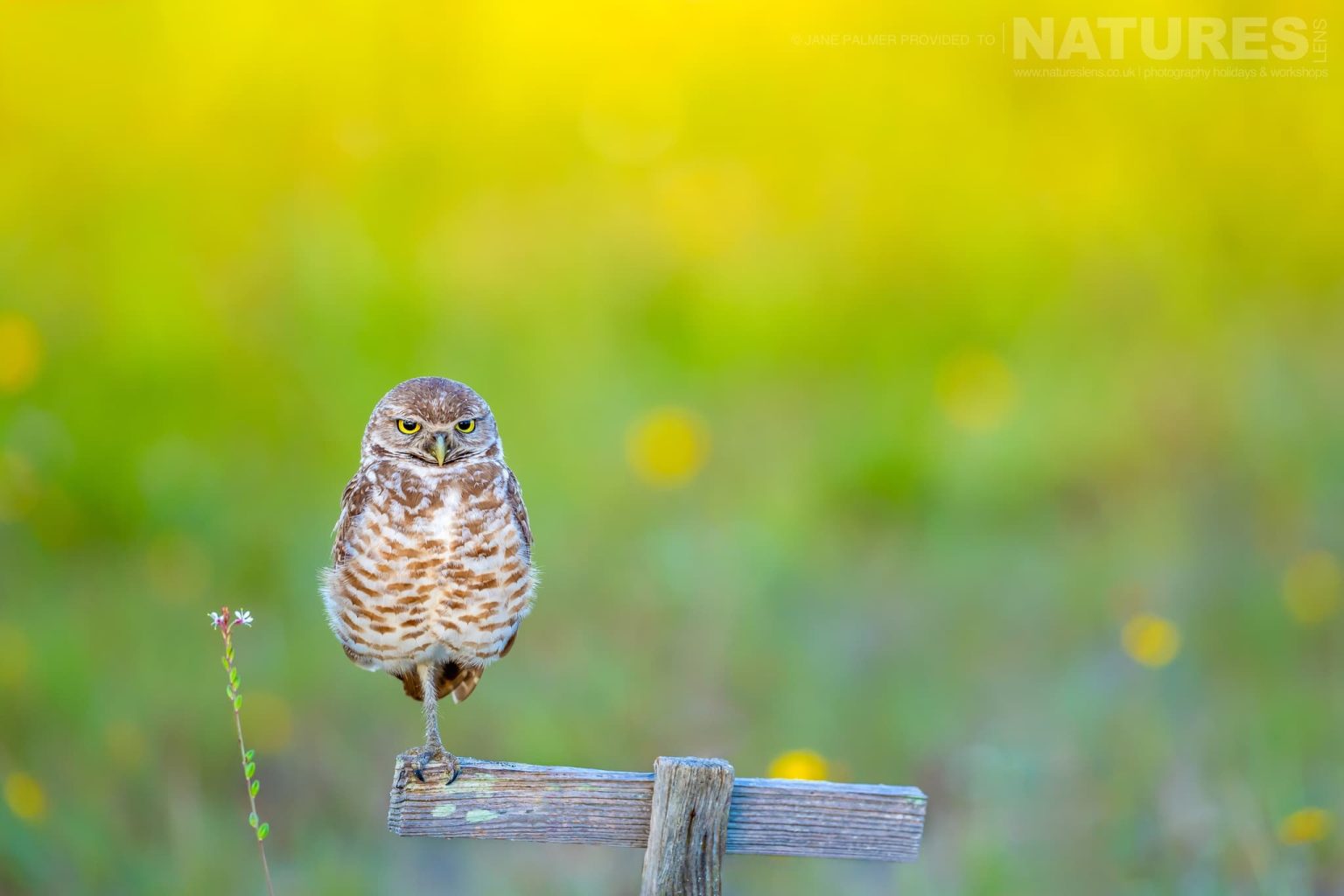 A Burrowing Owl Perched On A Marker Photographed During Our Awesome Birdlife Of Florida Photography Holiday