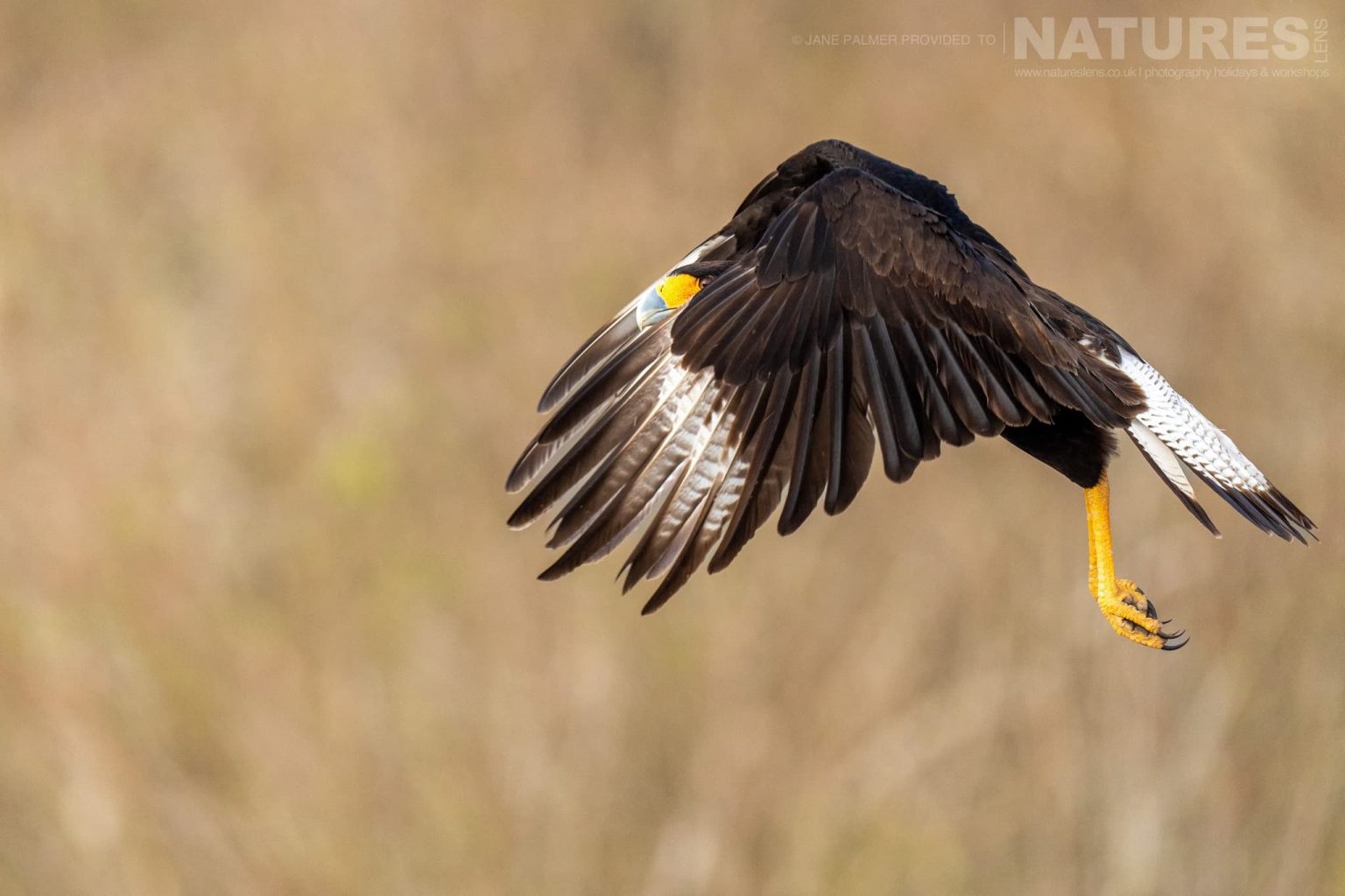 A Crested Caracara In Flight Photographed At One Of The Locations Used During Our Birdlife Of Texas Photography Holiday