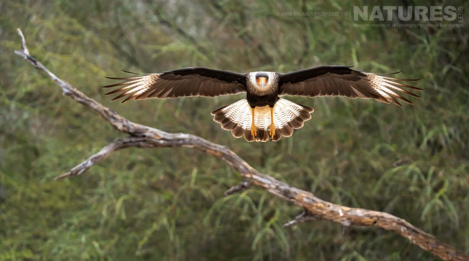 A Crested Caracara Landing On A Branch Photographed At One Of The Locations Used During Our Birdlife Of Texas Photography Holiday